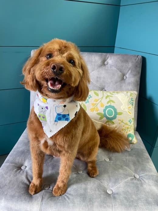 Freshly groomed red goldendoodle in a floral bandana on the grey velvet chair